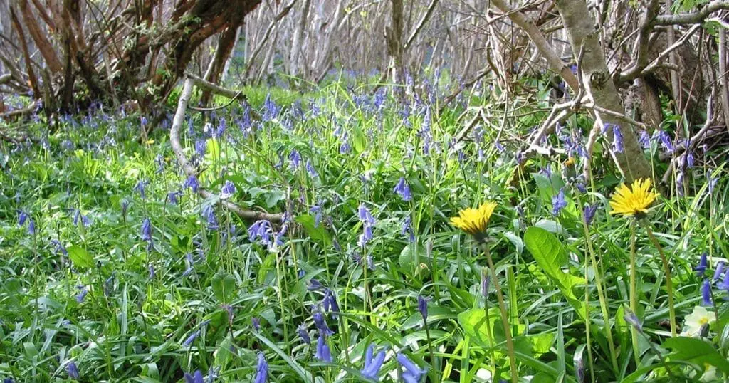 An old woodland by a river in County Fermanagh, Northern Ireland