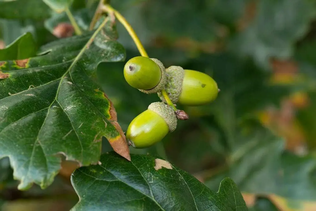 Acorns on a tree