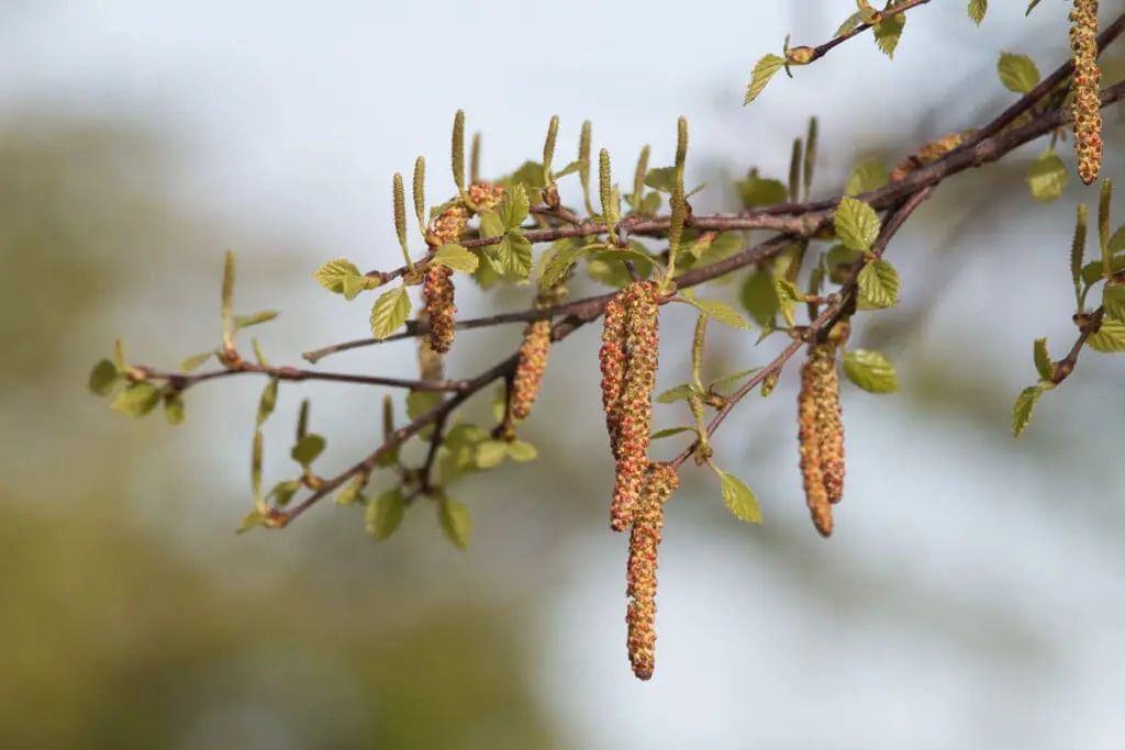 Female and male flowers of a downy birch tree