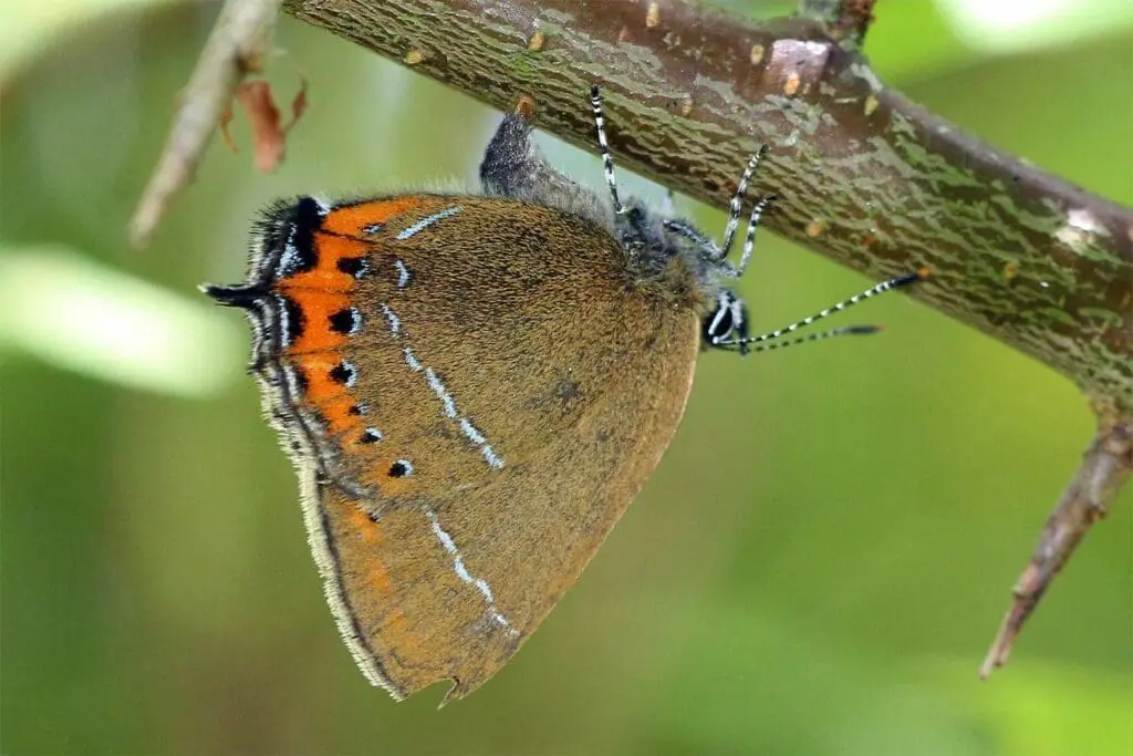 Black Hairstreak butterfly laying eggs