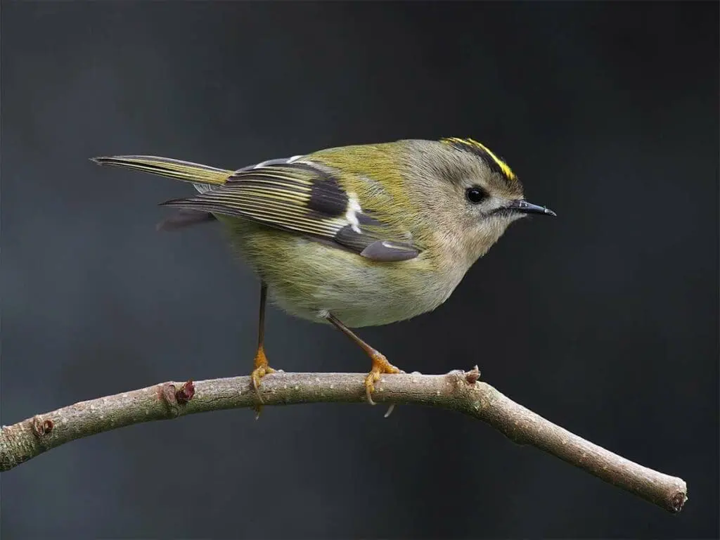 Goldcrest