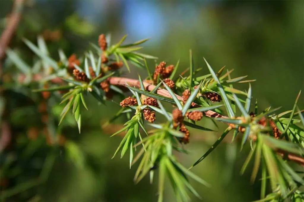 Juniper pollen cones
