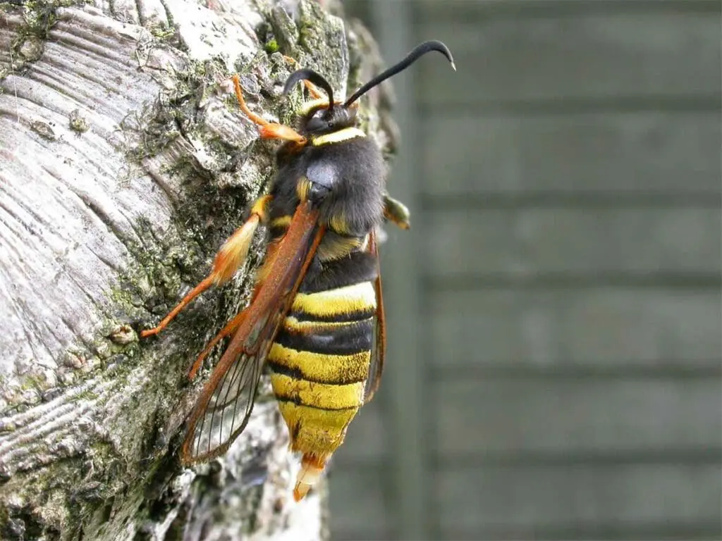 Lunar Hornet Moth