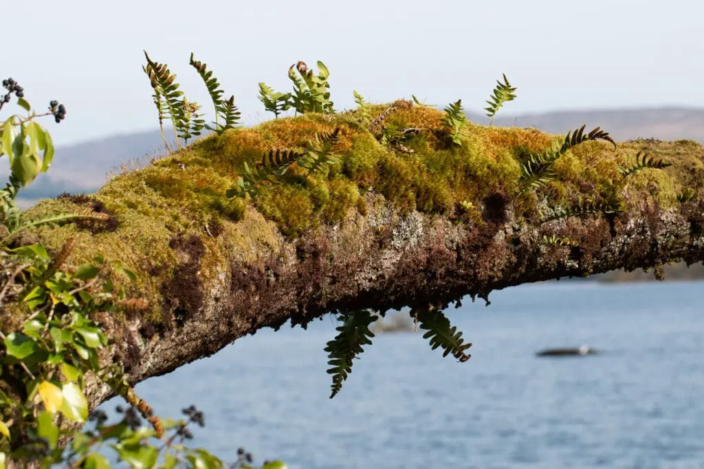 Mosses and ferns growing on an oak branch