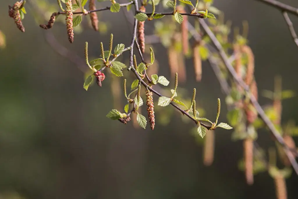 Silver birch flowers