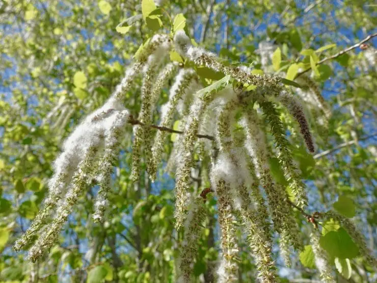 The fluffy seeds of aspen