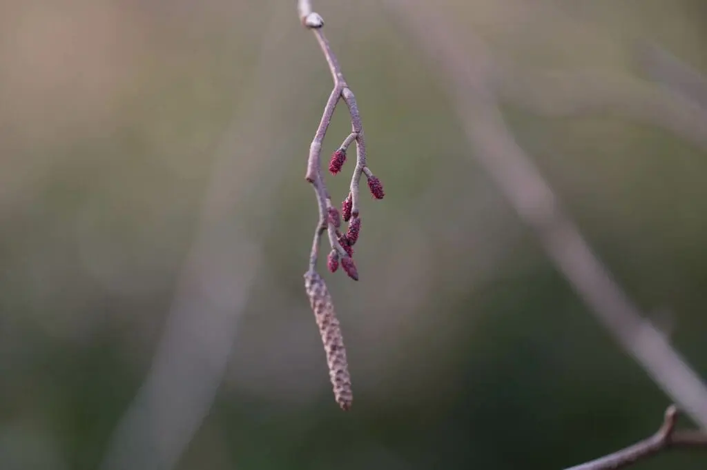 Male and female alder flowers