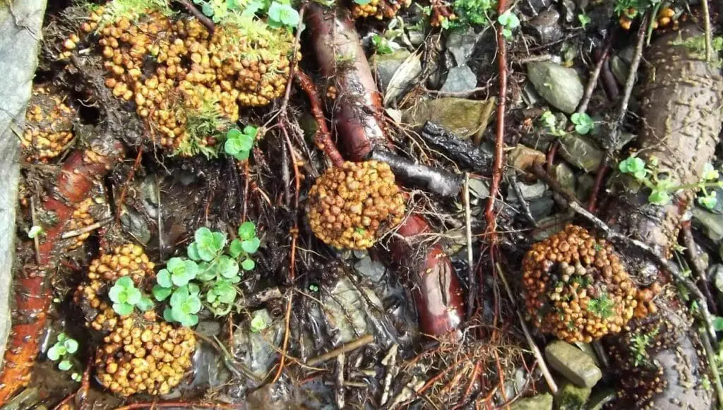 Nodules on the roots of a young alder tree
