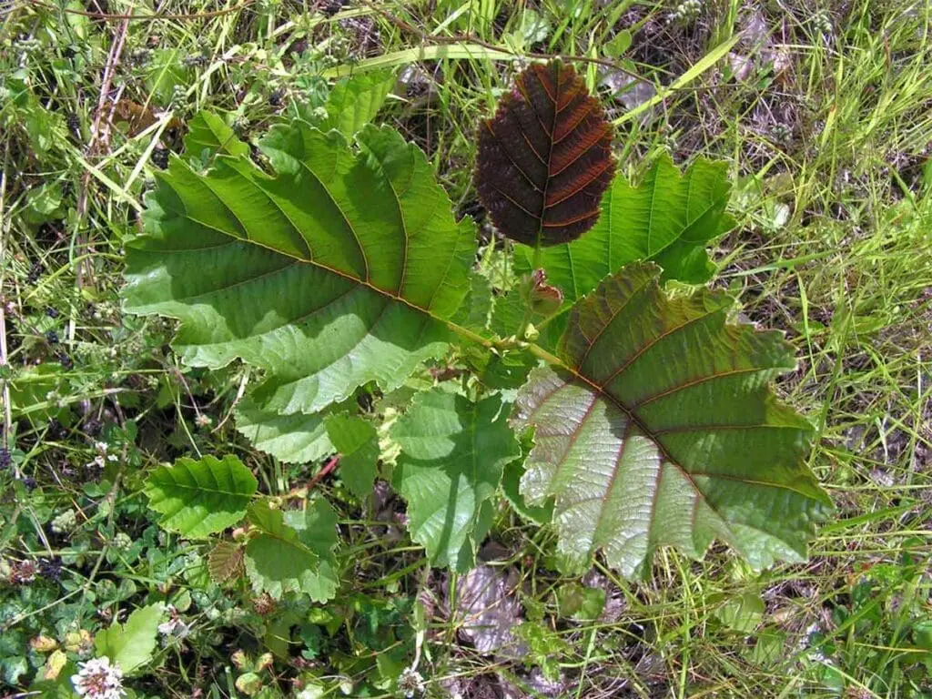 Bff, CC BY-SA 3.0 <https://creativecommons.org/licenses/by-sa/3.0>, via Wikimedia Commons A young alder sapling