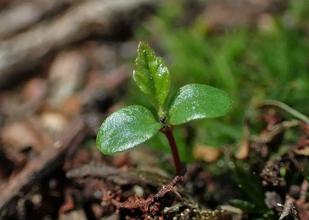 Krzysztof Ziarnek, Kenraiz, CC BY-SA 4.0 <https://creativecommons.org/licenses/by-sa/4.0>, via Wikimedia Commons Alder seedling