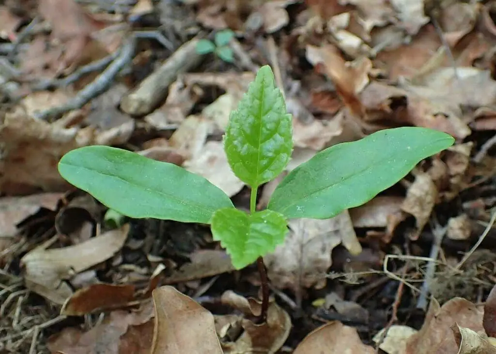 Ash seedling