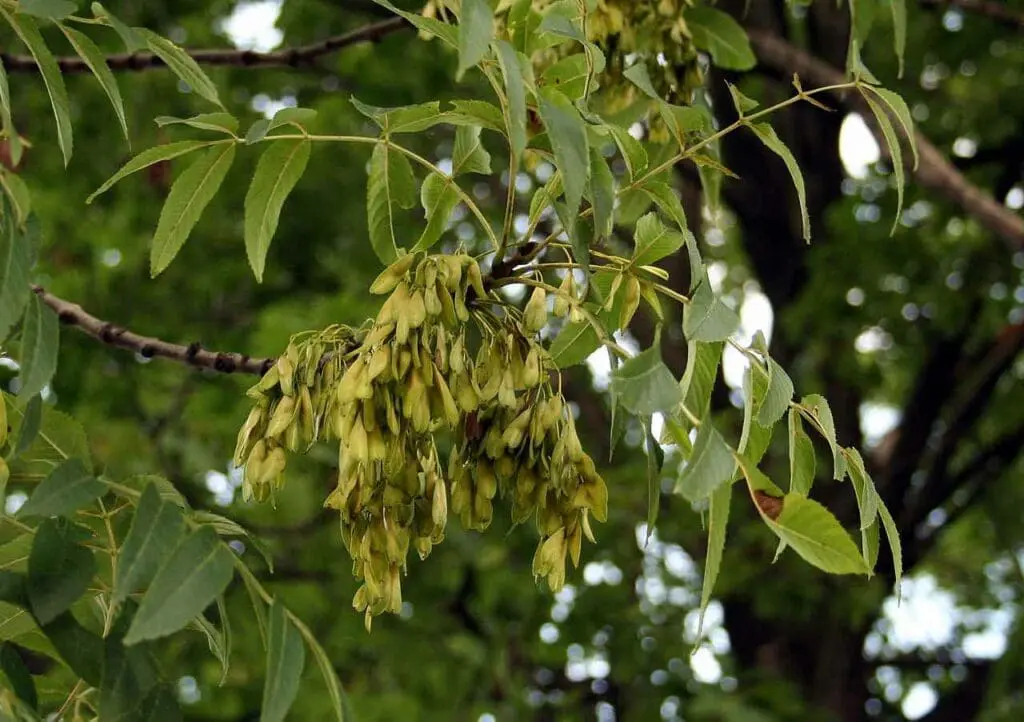 Ash seeds