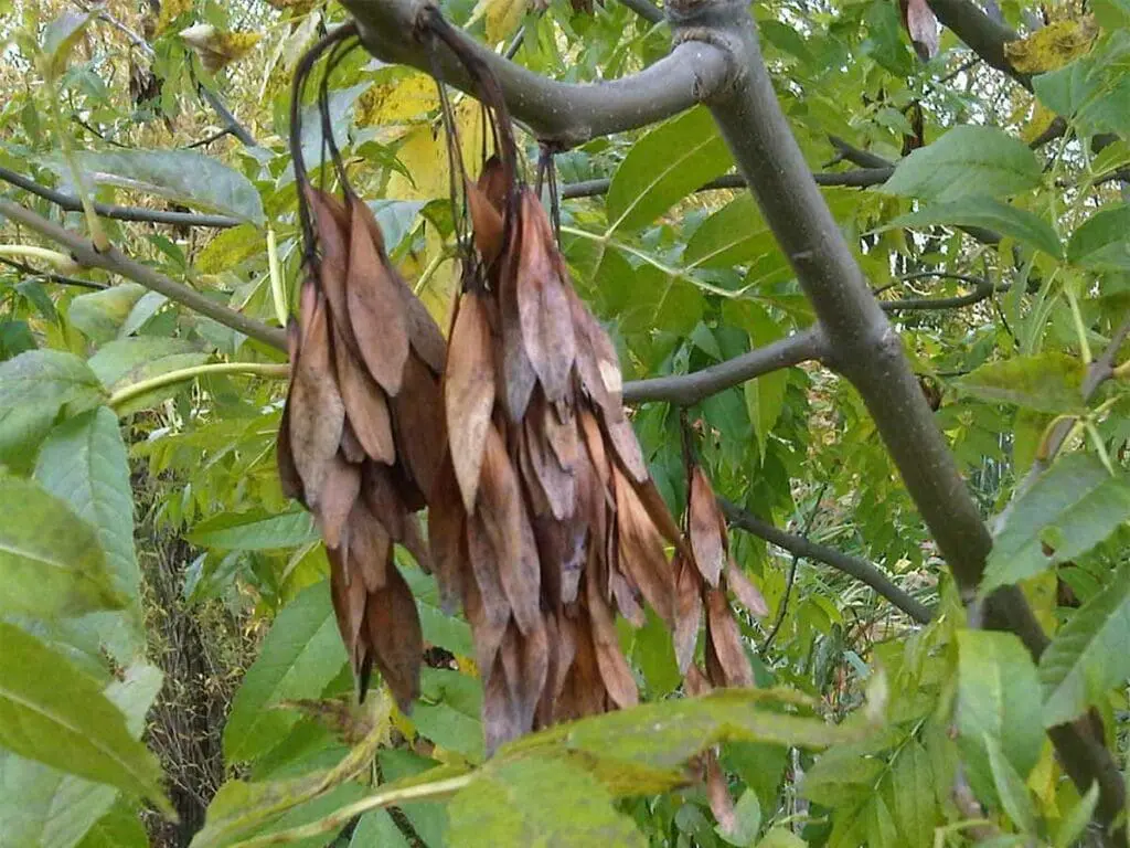 Ash seeds perfect for collecting