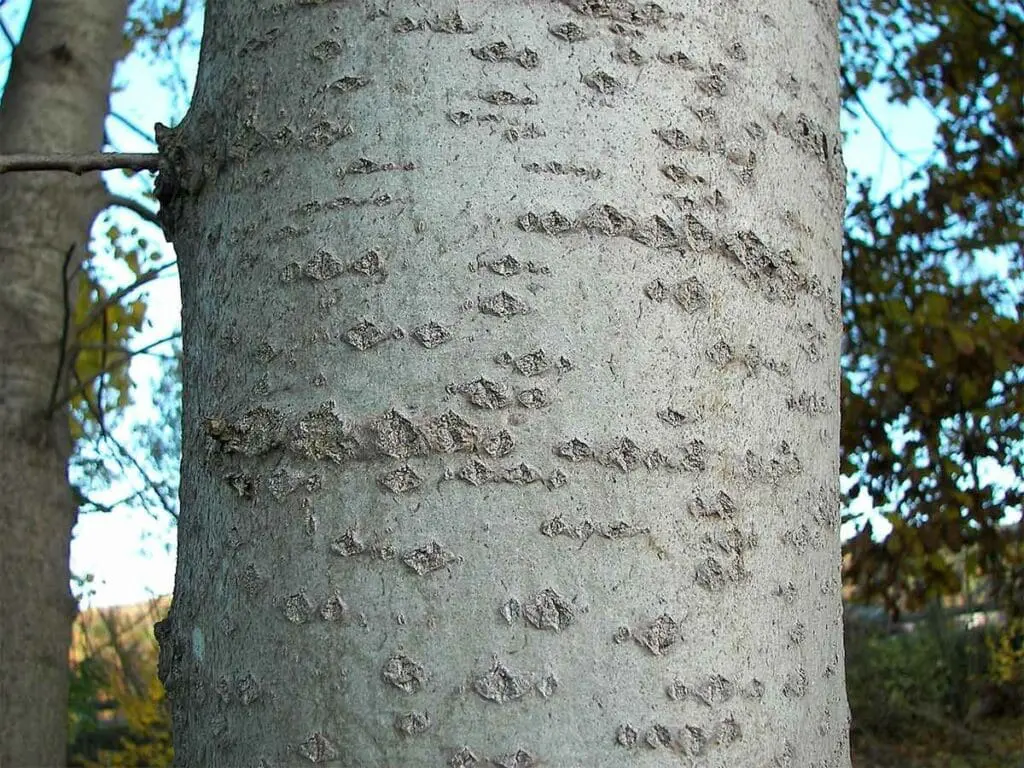Aspen bark