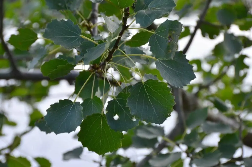 Aspen leaves