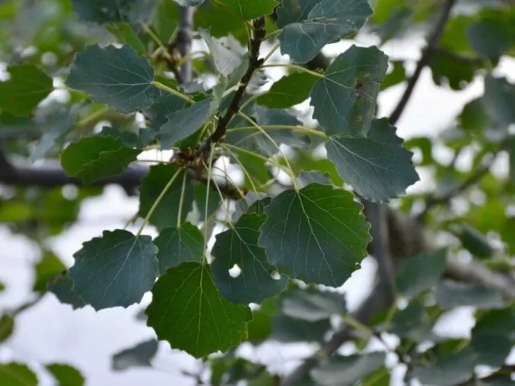 Aspen leaves