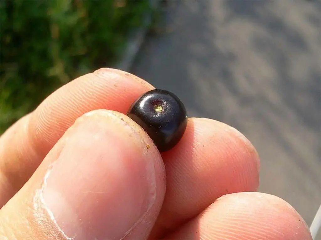 Eiku, CC BY 3.0 <https://creativecommons.org/licenses/by/3.0>, via Wikimedia Commons A bird cherry fruit between a man's fingers