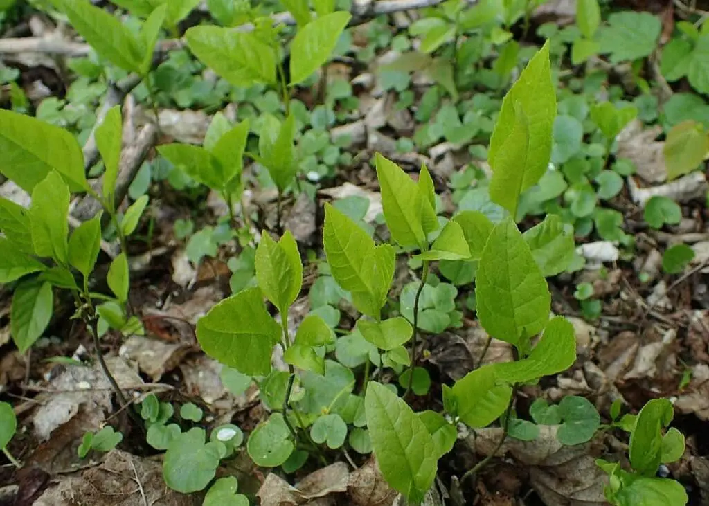 Krzysztof Ziarnek, Kenraiz, CC BY-SA 4.0 <https://creativecommons.org/licenses/by-sa/4.0>, via Wikimedia Commons A group of bird cherry saplings