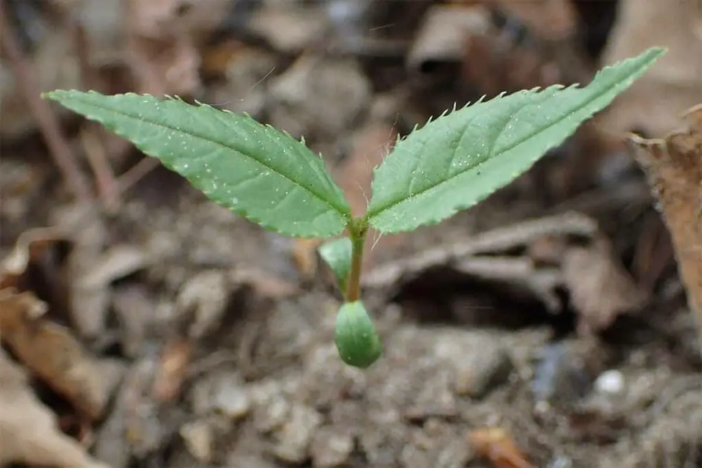 Krzysztof Ziarnek, Kenraiz, CC BY-SA 4.0 <https://creativecommons.org/licenses/by-sa/4.0>, via Wikimedia Commons Bird cherry seedling