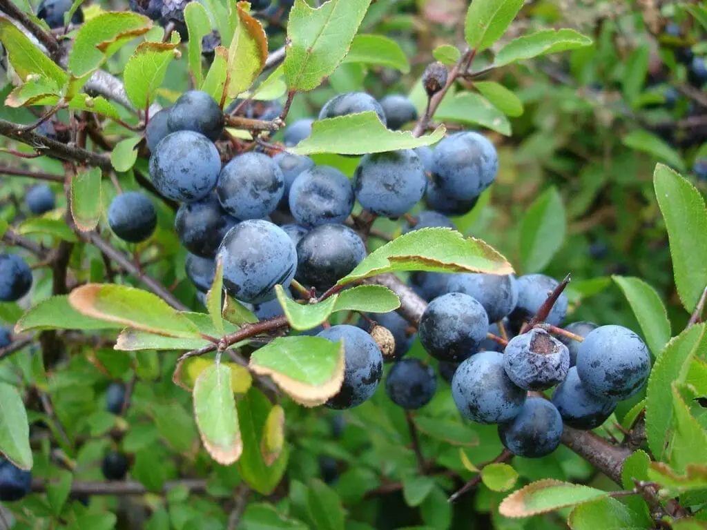 Rip blue blackthorn fruits in autumn