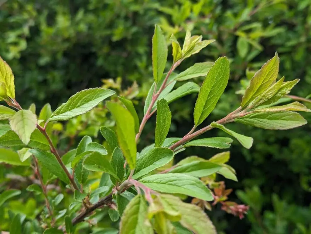 Young blackthorn leaves