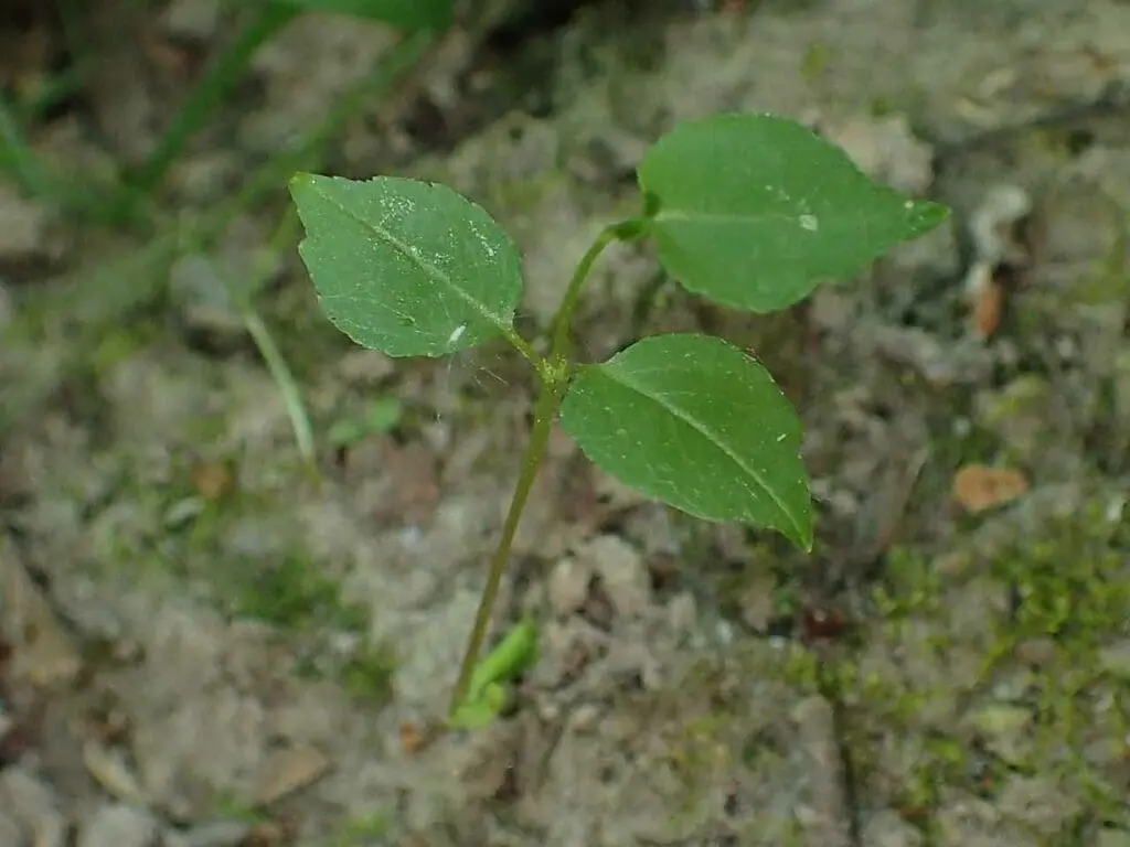 Blackthorn seedling