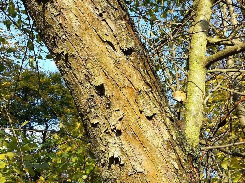 Crab apple bark