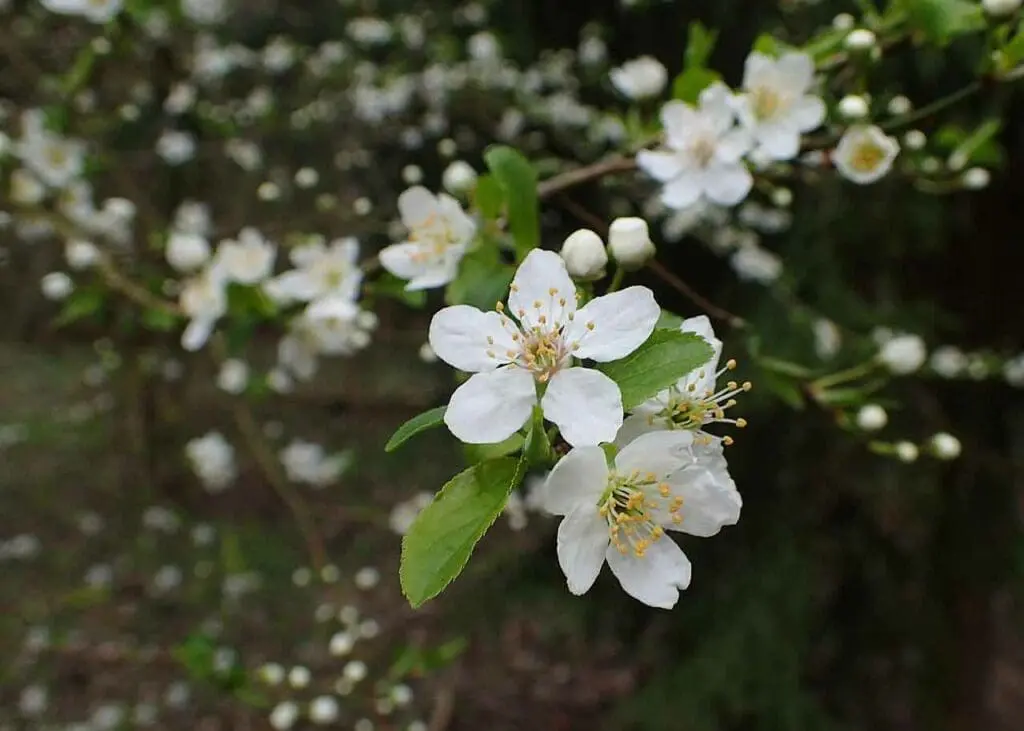 Crab apple flowers