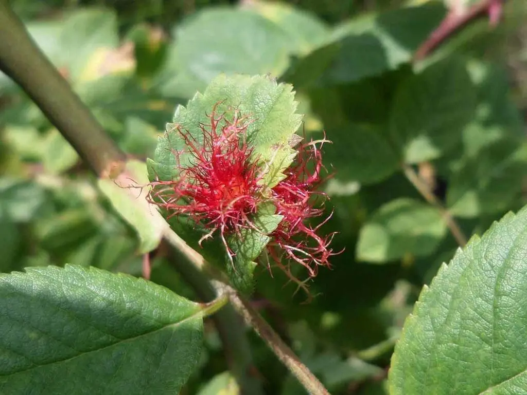 Robin's Pincushion gall on a leaf of Dog Rose