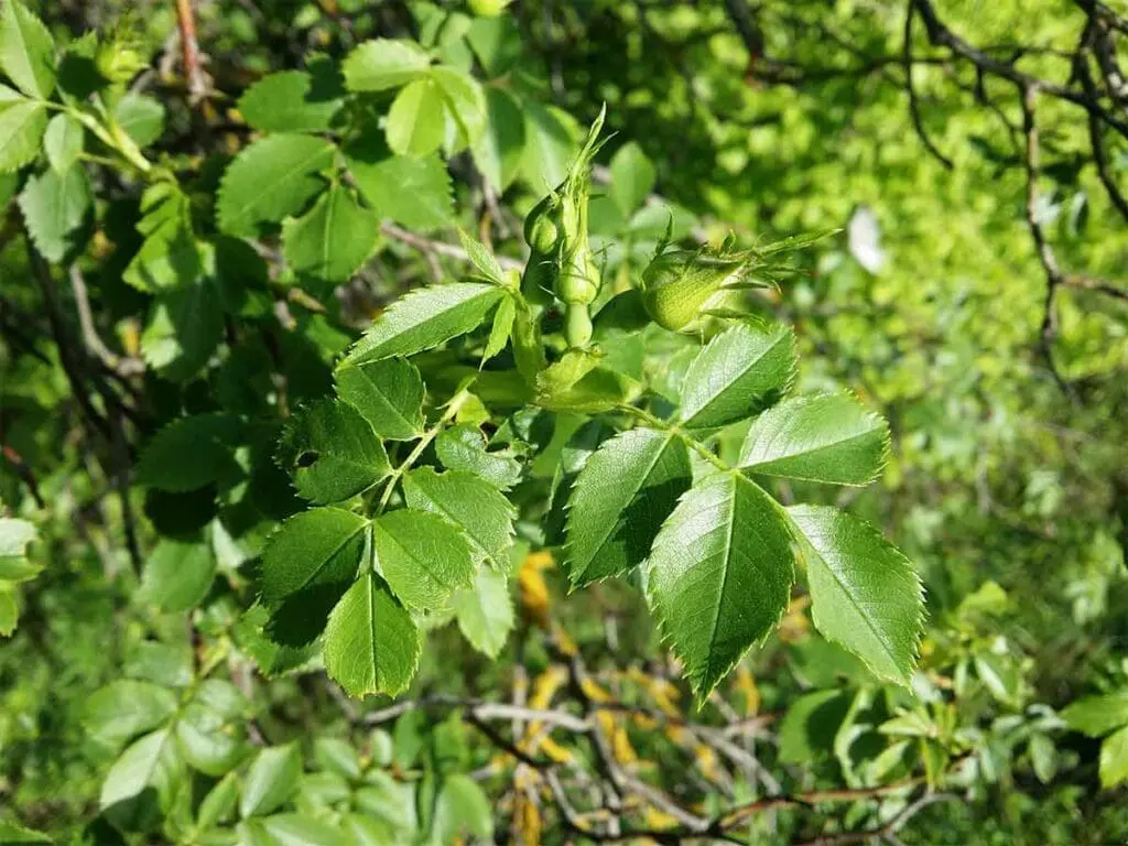 Dog rose leaves