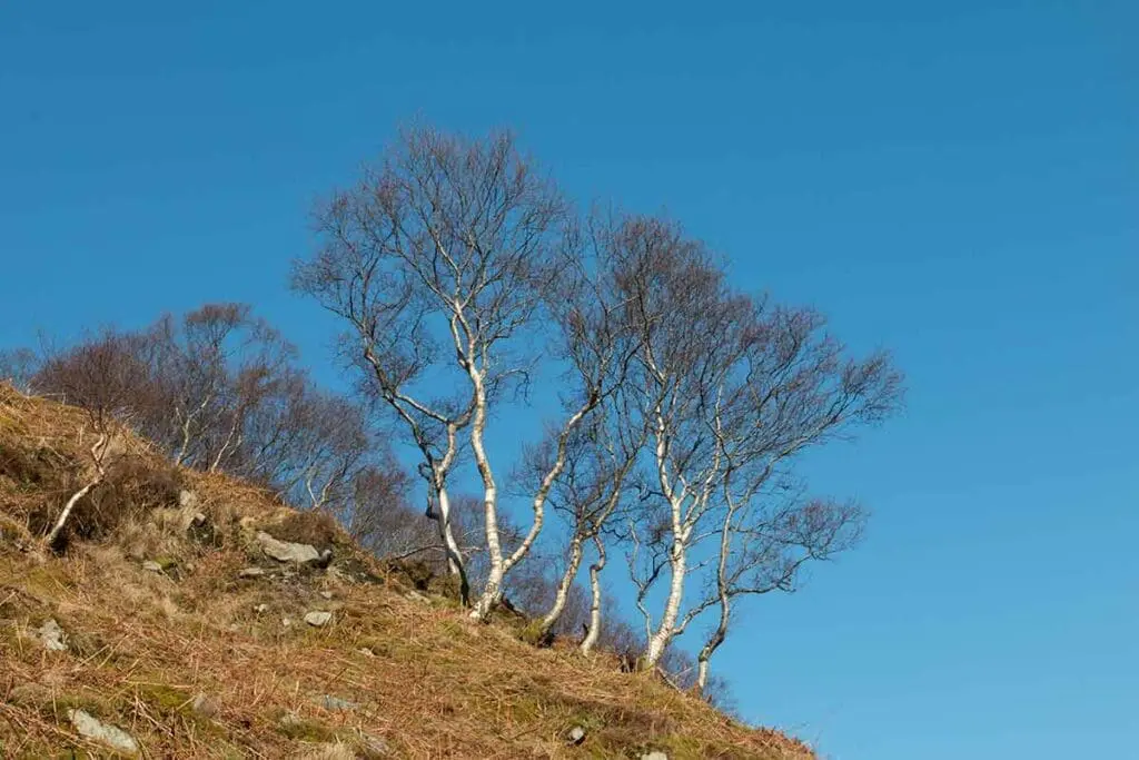 Downy birch growing on a hillside
