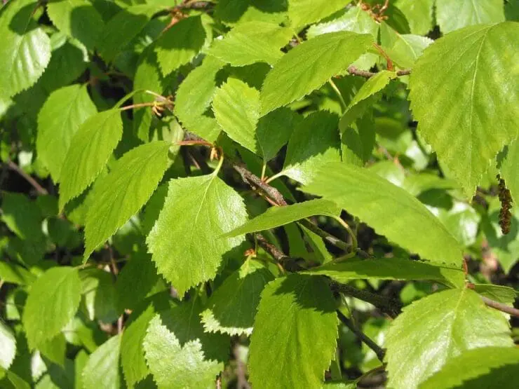 Young downy birch leaves
