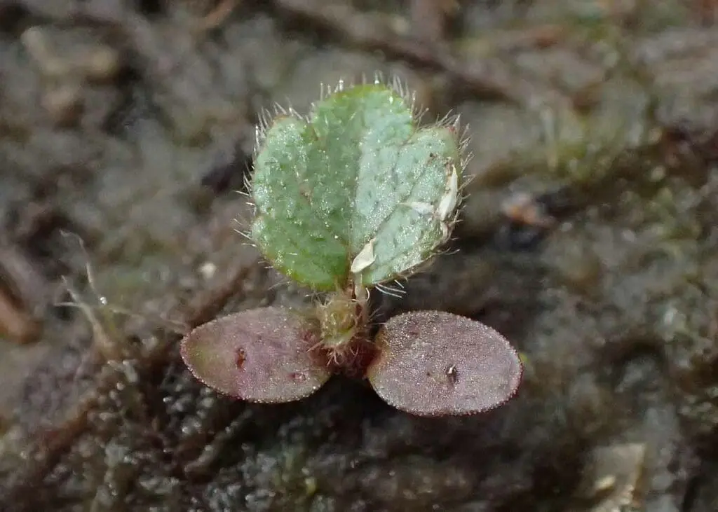 Downy birch seedling