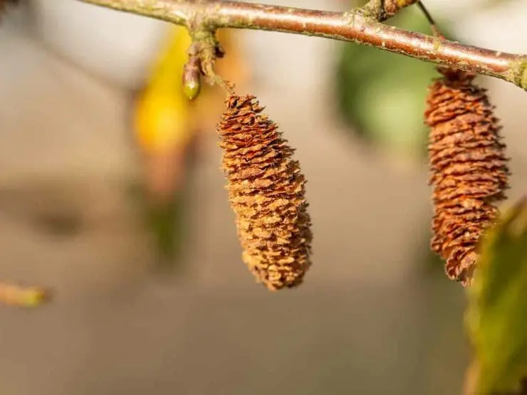 Ripe seeds on a downy birch tree