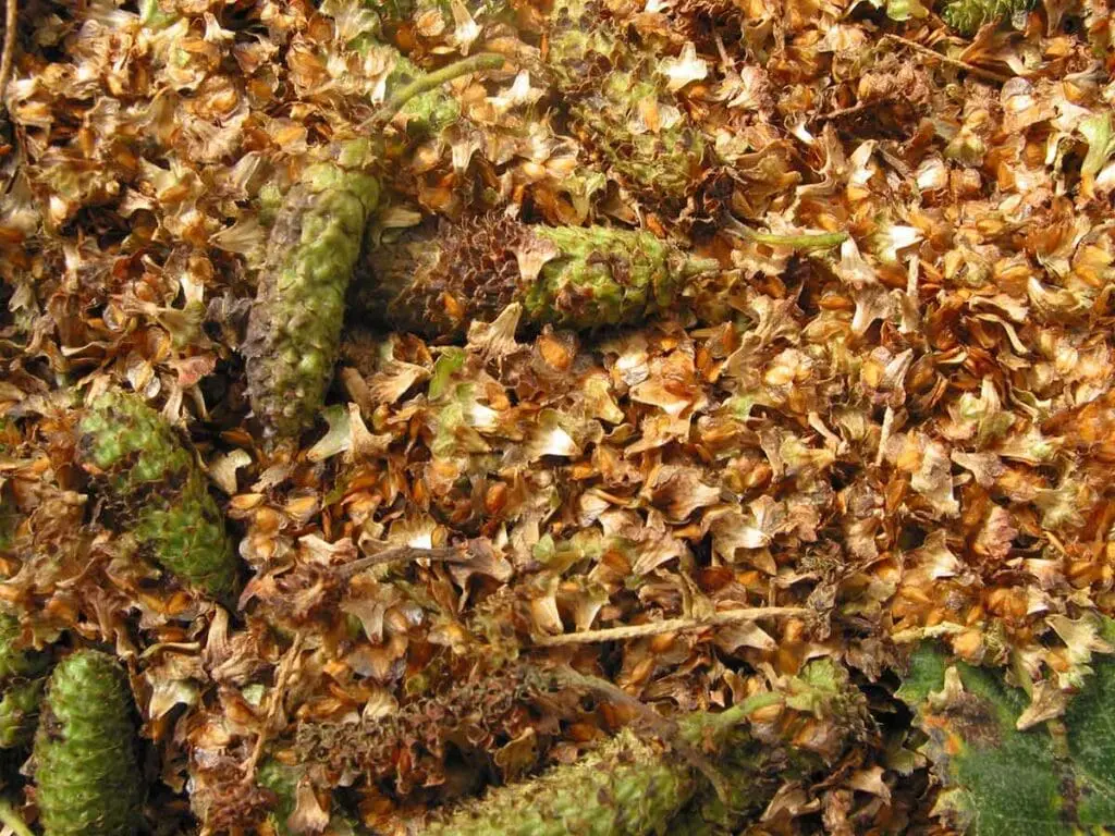 Drying strobiles and seeds of downy birch