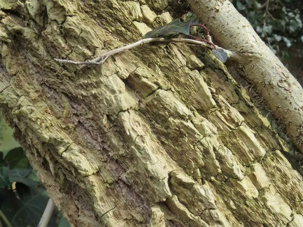 Bark of a mature elder