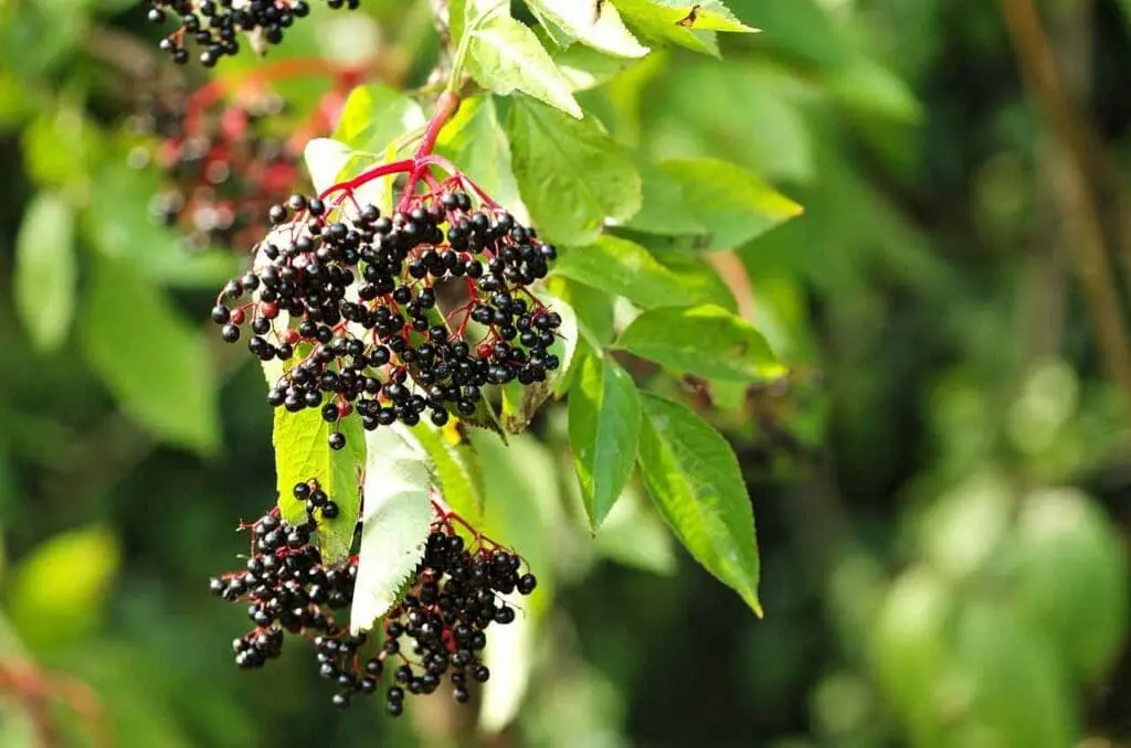 Clusters of black elder berry fruits hanging on the tree
