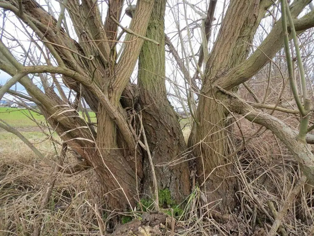 The bark of a large Goat Willow tree