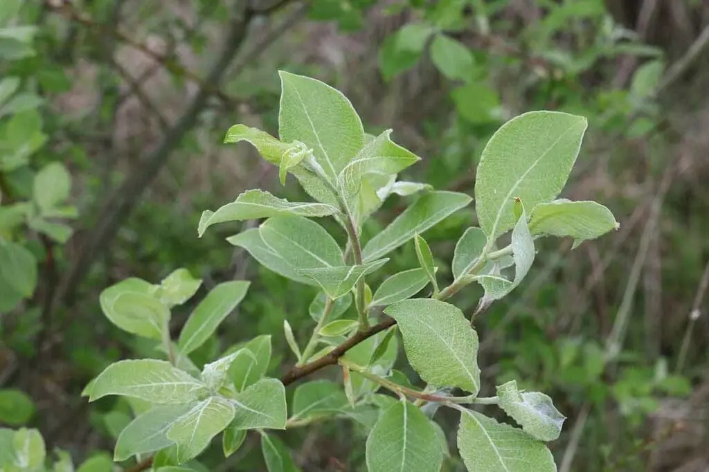 Goat willow leaves