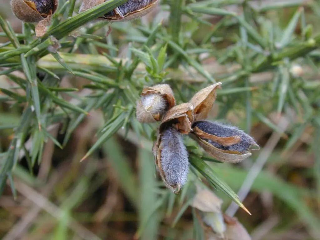 Gorse pods