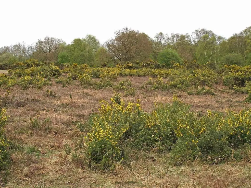 Gorse on heathland