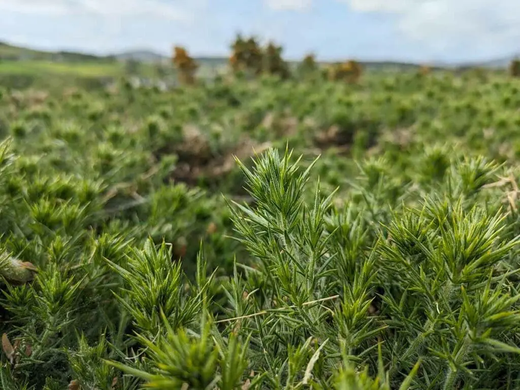 The spiky leaves of gorse