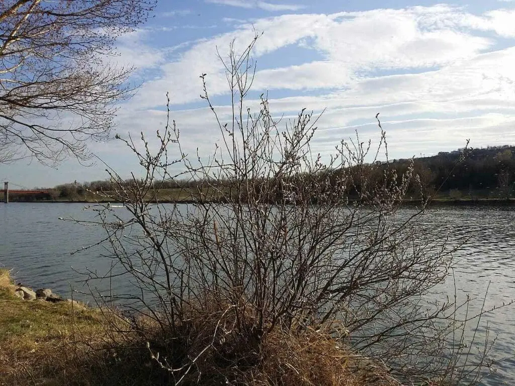 Grey willow by water
