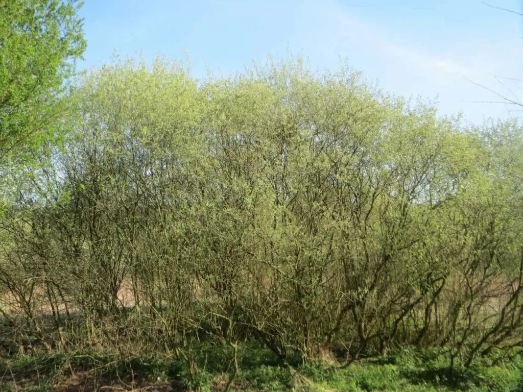 A thicket of grey willow