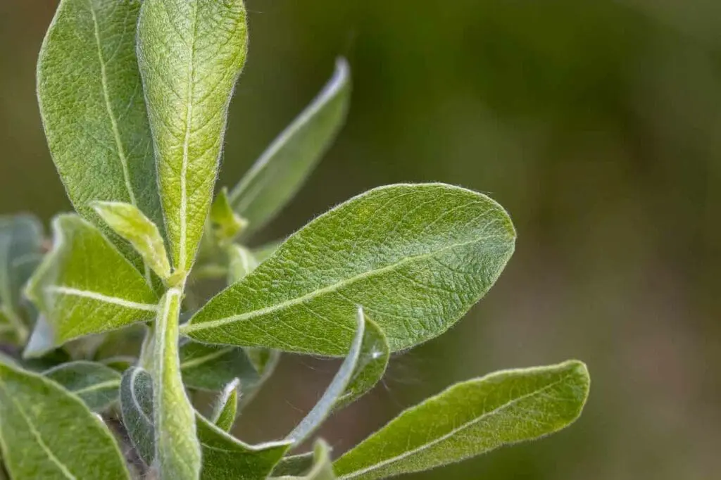 Grey willow leaves