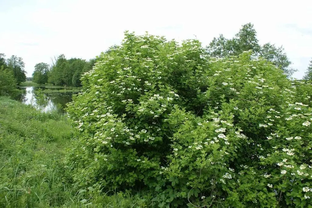 Guelder rose growing by water