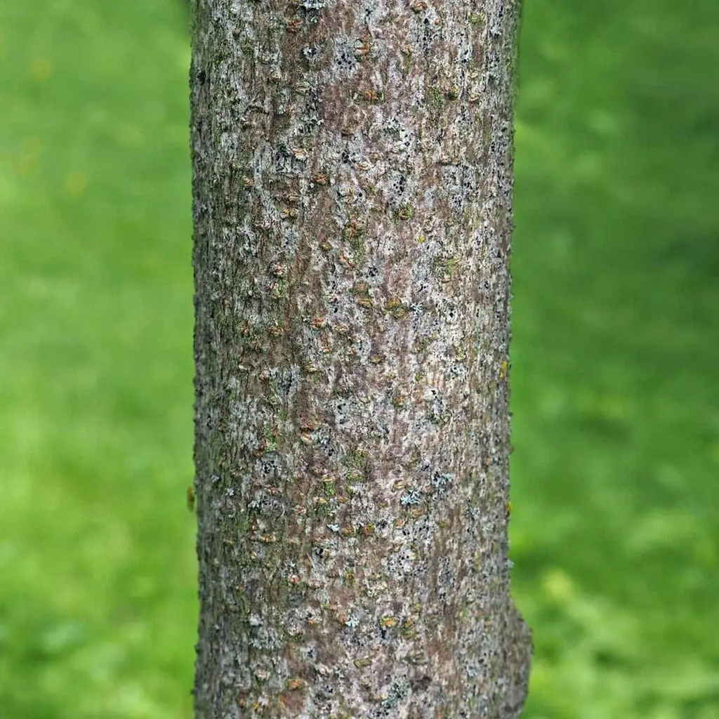 Guelder rose bark