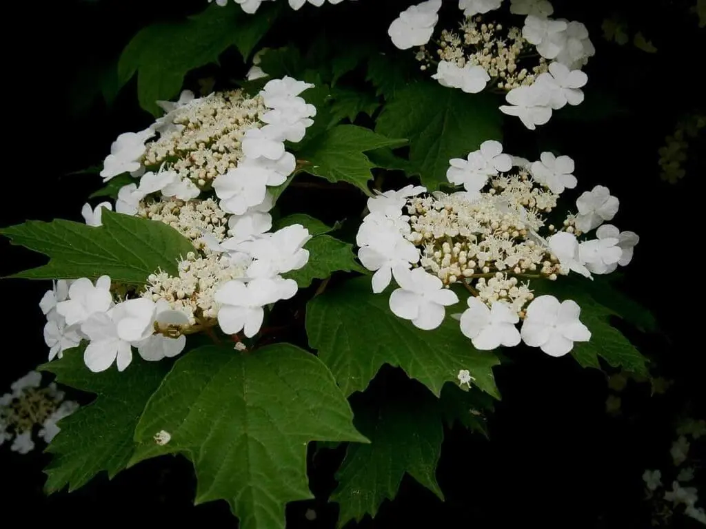 Guelder rose flowers