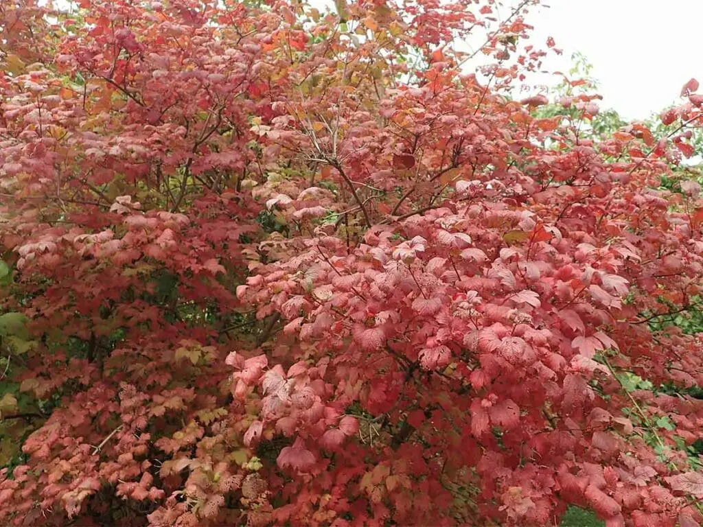 Guelder rose's vibrant autumn colour on the edge of a young woodland