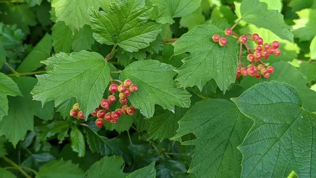 The distinctive shape of a guelder rose leaf